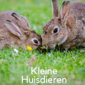 Lichtwesen- Kleine huisdieren UITLEG