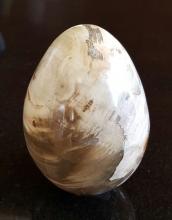 Versteend hout ( 5,5 x 8cm)