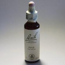 24 Pine- Den 20ml