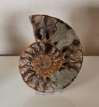 Ammoniet schijf 176 gram ( 13 x 10cm)
