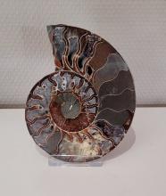 Ammoniet247 gram ( 11 x 13,5 cm)