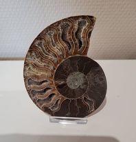 Ammoniet 326 gram ( 12 x 15 cm)