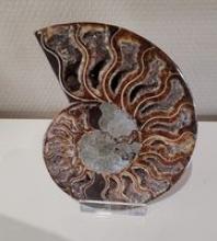 Ammoniet 341 gram ( 12 x 15cm)