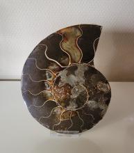 Ammoniet 428gram ( 15 x 12cm)
