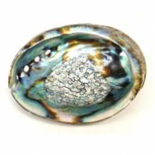 Abalone schelp XXL