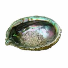 Abalone Schelp